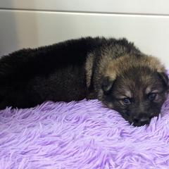 German Shepherd Puppies from Reign Land