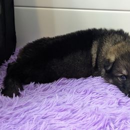 German Shepherd Puppies from Reign Land