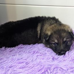 German Shepherd Puppies from Reign Land