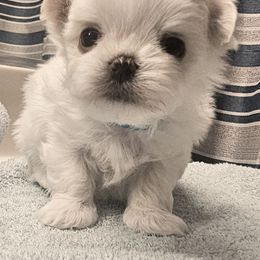 Legend - White male Maltese puppy in Victoville, California from T&C Maltese
