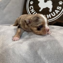 Pumpkin - Merle female Chihuahua puppy in Dayton, Ohio from Petite Pups