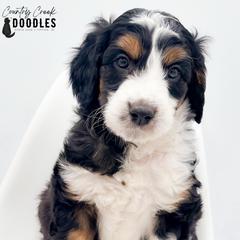 D'Angelo - male Australian Mountain Doodle puppy in Tipton, Indiana from Country Creek Doodles