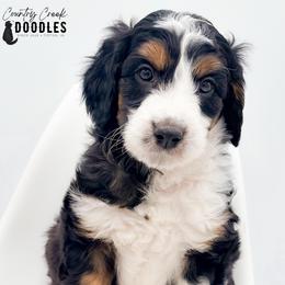 D'Angelo - male Australian Mountain Doodle puppy in Tipton, Indiana from Country Creek Doodles