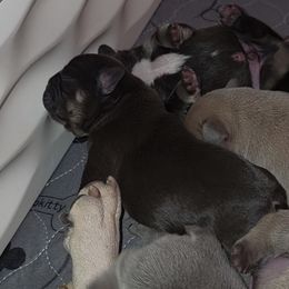 French Bulldog Puppies from ANE French Bulldogs