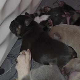 French Bulldog Puppies from ANE French Bulldogs
