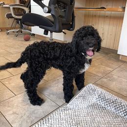 Daisy - Black female Goldendoodle puppy in Sugarcreek, Ohio from True Hearted Doodles