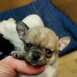 Akc champion sired Blue Sable male Sage - Blue fawn male Chihuahua puppy in Bloomington, Indiana from TJs Chihuahuas