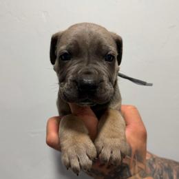Male 4 - Gray and fawn male Cane Corso puppy in Cashion, Oklahoma from APEXOK Cane Corsos LLC