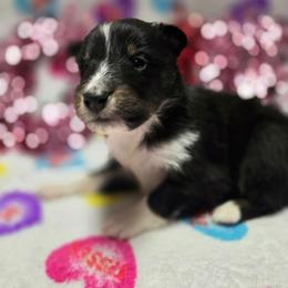 Arrow - Black white and tan male Shetland Sheepdog puppy in Wapello, Iowa from Willow Rayne shelties and more