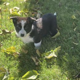 Dale - Black and white male Cardigan Welsh Corgi puppy in San Diego ,Ca, California from SoCal Native Corgis
