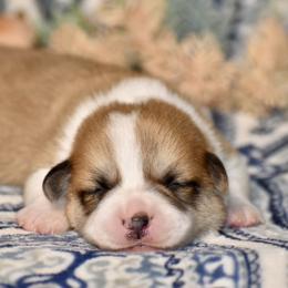 Donatello - Red male Pembroke Welsh Corgi puppy in East Canton, Ohio from Victorian Farms