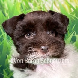 Miniature Schnauzer Puppies from Von Baron Schnauzers