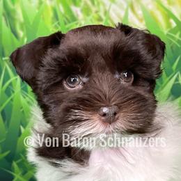 Miniature Schnauzer Puppies from Von Baron Schnauzers