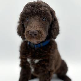 Brownie - Brown male Poodle puppy in Otto, North Carolina from Wild Suns Farm