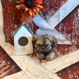 Maria - Liver female Shih Tzu puppy in Success, Missouri from Sweet Success