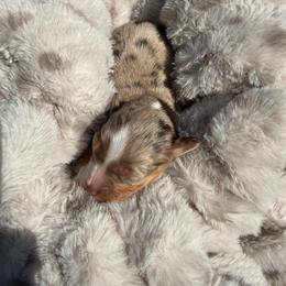 BINGO - female Sporty Mix puppy in Livonia, Michigan from M7’s Shelties, Toonies & AussieDoodles