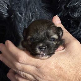 Boy 2 - Black and tan parti male Pomeranian puppy in Skipperville, Alabama from Nay Nay’s Babies