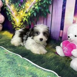 Ossito - Black & tan tri-color male Morkie puppy in Davie, Florida from Sweet Peluditos