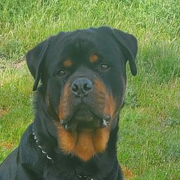 Kaine - Rottweiler
