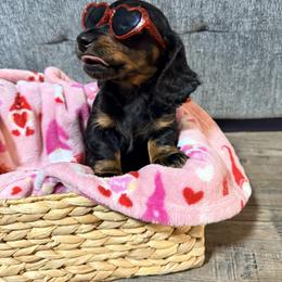 Barley - Black and tan male Dachshund puppy in Crossville, Tennessee from Golden Critter Farm