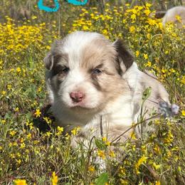 JJ - Red merle female Border Collie puppy in Sanger, California from Flying M Cactus Ranch Buddies