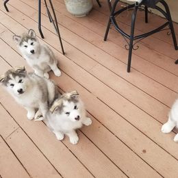 Alaskan Malamute Puppies from Maelstrom Alaskan Malamutes