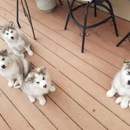 Alaskan Malamute Puppies from Maelstrom Alaskan Malamutes