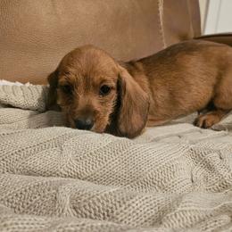 Titus - Sable male Dachshund puppy in Phoenix, Arizona from Arizona Desert Gold Dachshunds