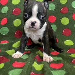Doug - Black brindle and white male Boston Terrier puppy in Fillmore, Illinois from Wind Hill Puppies