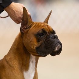 Toby - Boxer