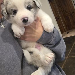 Pistol - White and blue merle male Border Collie puppy in Ripley, Oklahoma from Adventure5 Border Collies