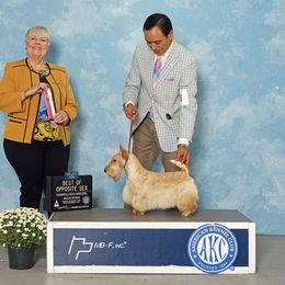 Honey - Scottish Terrier