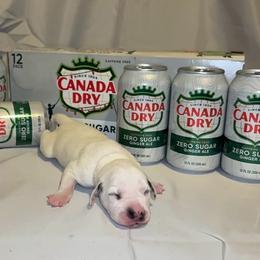 Canada Dry - White and black male Dalmatian puppy in Des Moines, Iowa from Spot Splattered Dalmatians