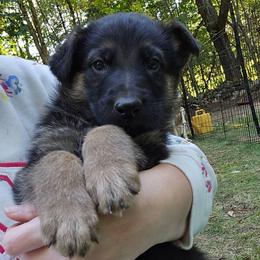 Black and Tan male Branson - Black and tan male German Shepherd puppy in Buckfield, Maine from Levesques German Shepherds