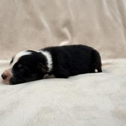 Female Black Tri V - Tri-color female Border Collie puppy in Okeechobee, Florida from Cowtown Corgis & Border Collies