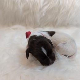 Boy 3 - Liver roan male German Shorthaired Pointer puppy in Highland, Illinois from Big Daves Bird Dogs LLC,  BDBD