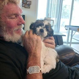 Gizmo - Red and white Shih Tzu puppy in Parrish, Florida from Livingston Kennels