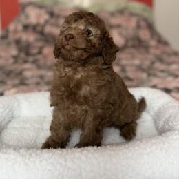 Jasper Silver Beige - Silver-beige  male Poodle puppy in Franklin Park, Illinois from Windy City Majestic Toy Poodles