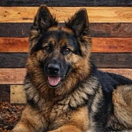 Reno - German Shepherd
