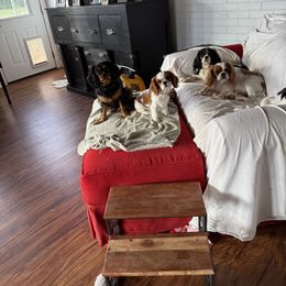 Cavalier King Charles Spaniel Puppies from Reynolds Farms Cavaliers