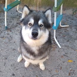 Kiara - Siberian Husky