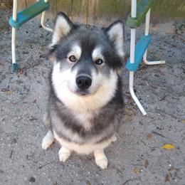 Kiara - Siberian Husky