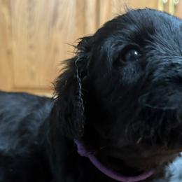 Goldendoodles from Hopping Howlers Ranch