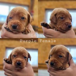 Lorna - Purple Collar - Yellow female Labrador Retriever puppy in Boyd, Minnesota from Lindley Labradors