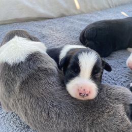 Australian Shepherd Puppies from Lil' Blue Blessings