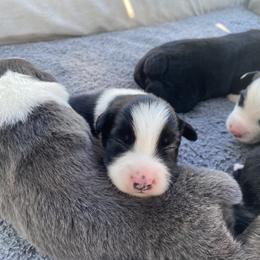 Australian Shepherd Puppies from Lil' Blue Blessings