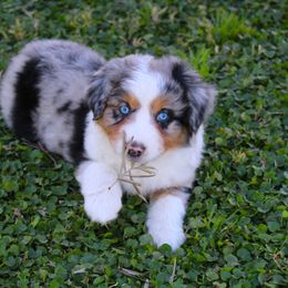 Miniature American Shepherd Puppies from Brassy Acres Miniature American Shepherds