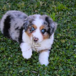 Miniature American Shepherd Puppies from Brassy Acres Miniature American Shepherds