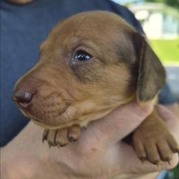 Mick-Tan - Red male Dachshund puppy in Frankfort, Kentucky from Gigi's Dachshunds