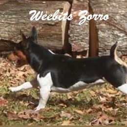 Teddy Roosevelt Terrier All Grown Up from Barnett’s Rambling Terriers